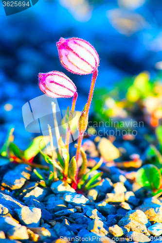 Image of Amazing forms of life in Arctic desert: microscopic size Campion blooms in desert of Novaya Zemlya archipelago