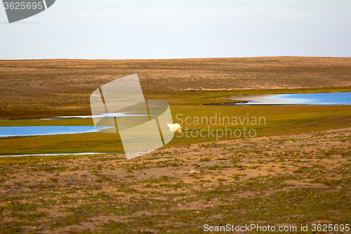 Image of Unusual picture: polar bear on land in the polar day period. Novaya Zemlya archipelago, South island