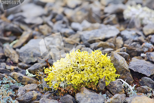 Image of bright poisonous lichen in polar desert. Novaya Zemlya archipelago .