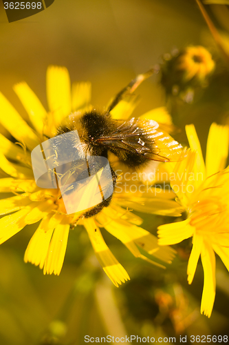 Image of summer Bumble bee insect flower macro