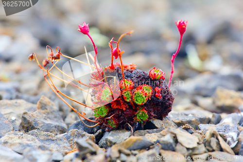 Image of Amazing life forms in arctic desert - stem tuber