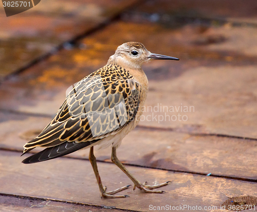 Image of Incredible difficulties for migrants: weary bird on deck of ship