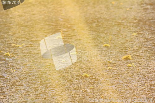 Image of Rays of midnight sun, arctic desert and Arctic poppies. The Polar day. Novaya Zemlya archipelago