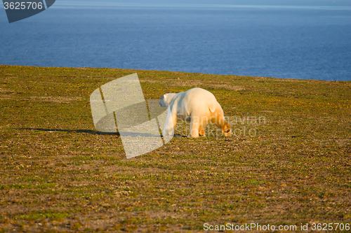 Image of Unique picture: polar bear - sympagic species - on land in polar day period. Novaya Zemlya archipelago, South island