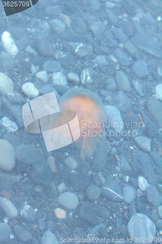 Image of Bright jellyfish in the Arctic ocean
