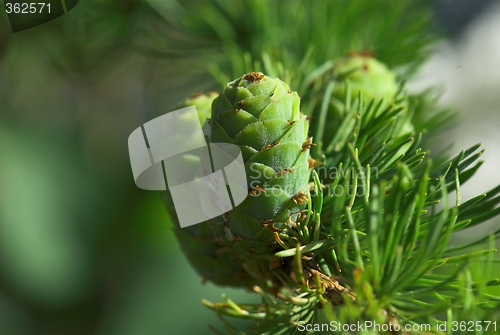 Image of pine