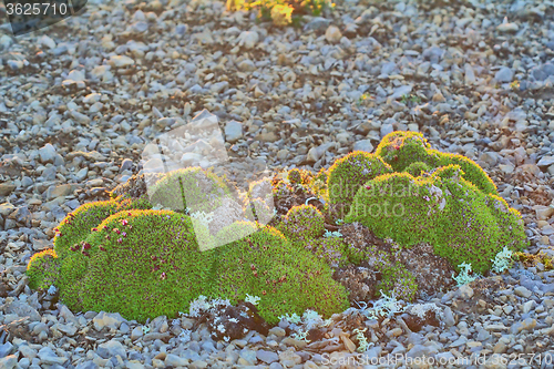 Image of Brevity of life: herbal cushions (clumps) from many species of plants in polar desert. Novaya Zemlya archipelago