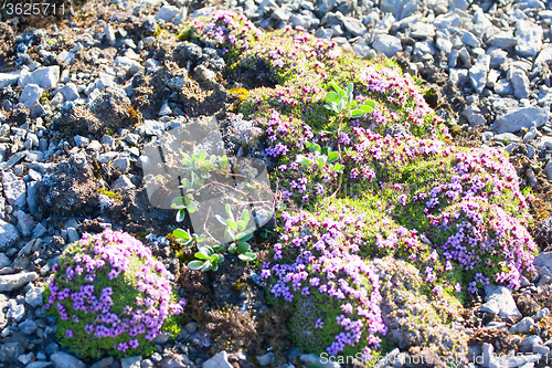 Image of oasis from cold Arctic desert. Pillow vegetation from Campomar, Polar willow and moss. Novaya Zemlya archipelago