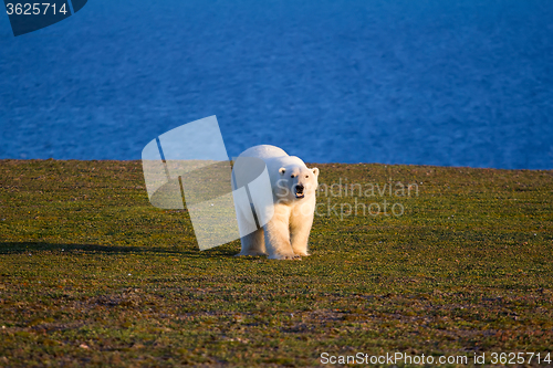 Image of Unique picture: polar bear - sympagic species - on land in polar day period. Novaya Zemlya archipelago, South island