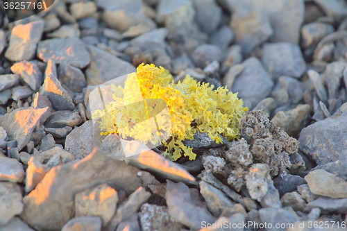 Image of bright poisonous lichen in polar desert. Novaya Zemlya archipelago .