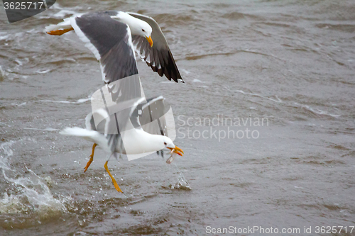 Image of Northern herring gull or lesser black-backed gulls (Larus heuglini) on the Pechora sea. Russian Arctic