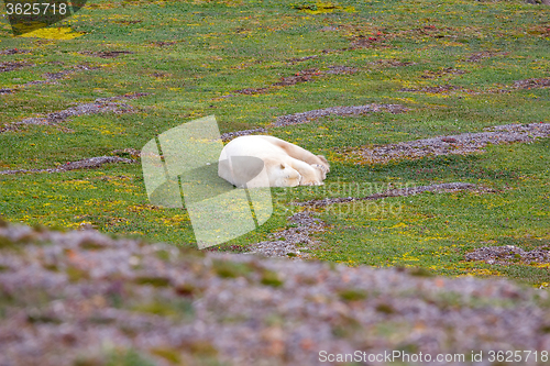 Image of The owner of the Arctic: polar bear, which happily sleeping in open tundra