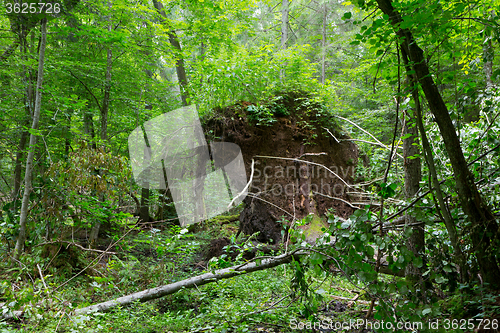 Image of Storm broken spruce tree in summertime deciduous stand