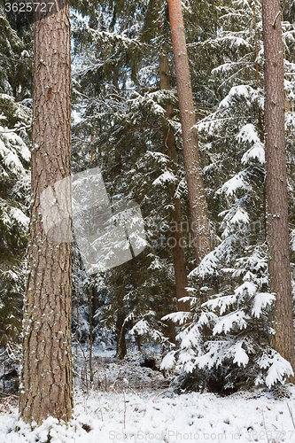 Image of Winter landscape of natural forest with pine trees