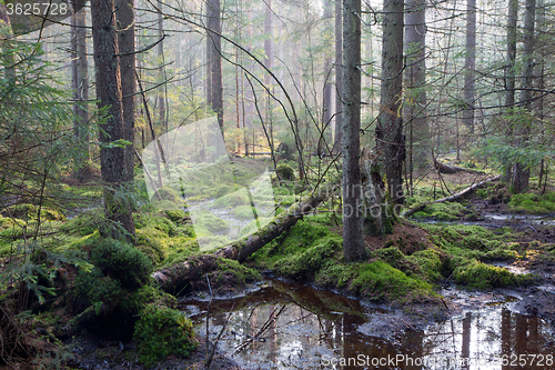 Image of Sunbeam entering rich swampy coniferous forest