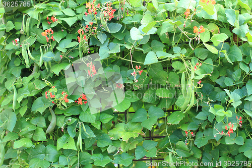 Image of beans plants and flowers 