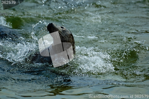 Image of seal