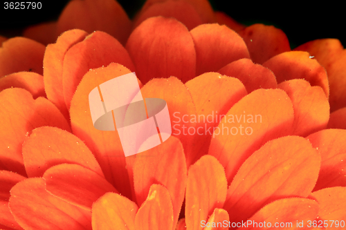 Image of detail of orange flower
