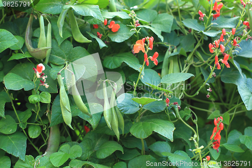 Image of beans plants and flowers 