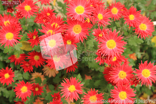 Image of red flowers backgropund