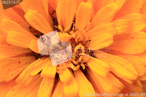 Image of detail of orange flower