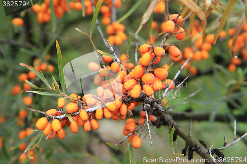 Image of sea buckthorn plant with fruits