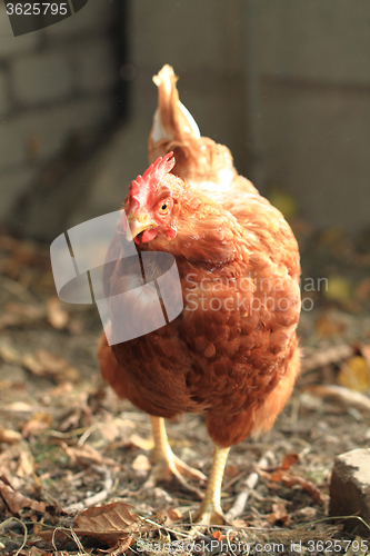 Image of chicken from small farm