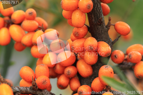 Image of sea buckthorn plant with fruits