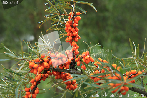 Image of sea buckthorn plant with fruits