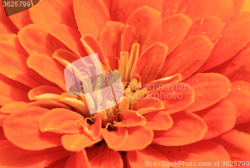 Image of detail of orange flower
