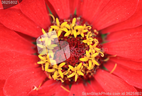Image of detail of orange flower