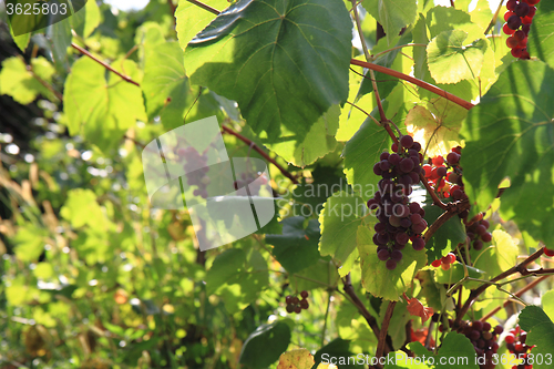 Image of red grapes plant with fruit\r\n