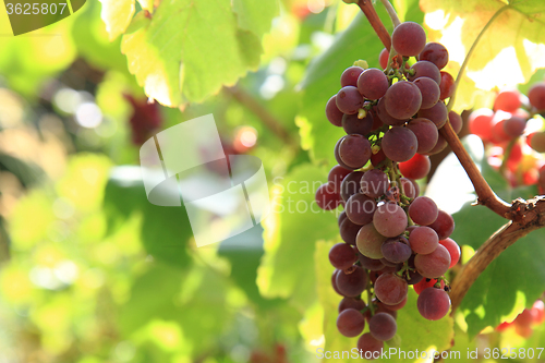 Image of red grapes plant with fruit\r\n