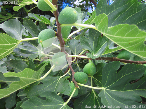 Image of fig plant background