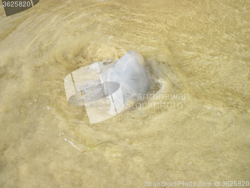 Image of jellyfish on the beach