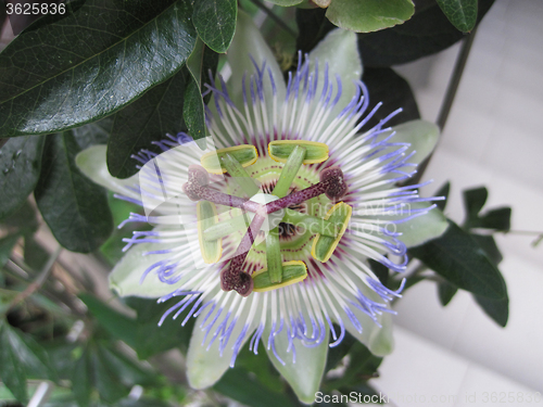 Image of passion fruit flower