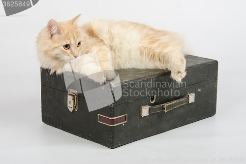 Image of Cat resting on an old suitcase with a gramophone on a white background