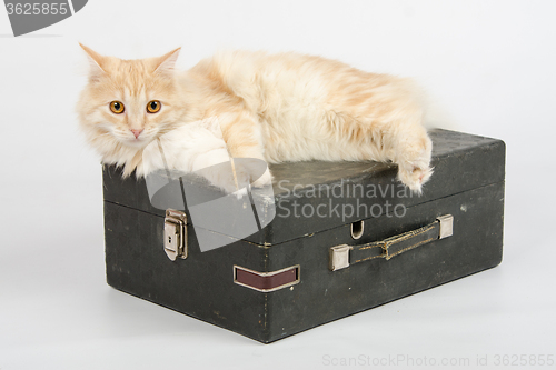 Image of The cat is lying on an old suitcase with a gramophone on a white background