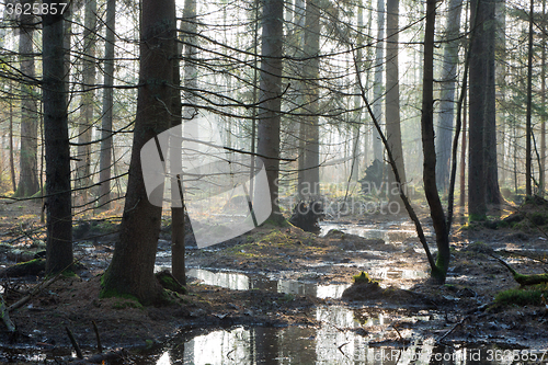 Image of Coniferous stand of Bialowieza Forest