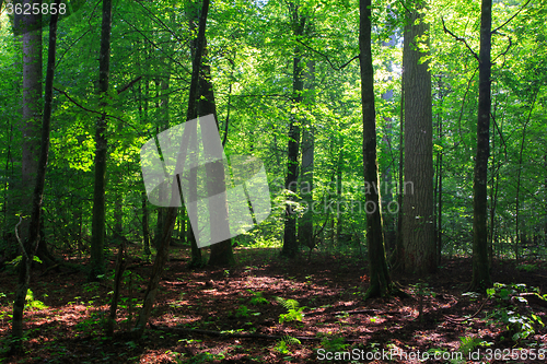 Image of Shady deciduous stand in summer