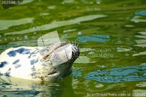 Image of seal