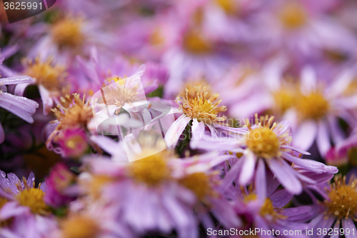 Image of dhalia purple flower