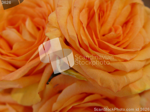 Image of bunch of orange roses