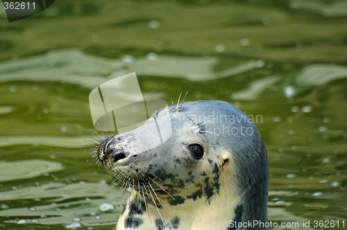 Image of seal