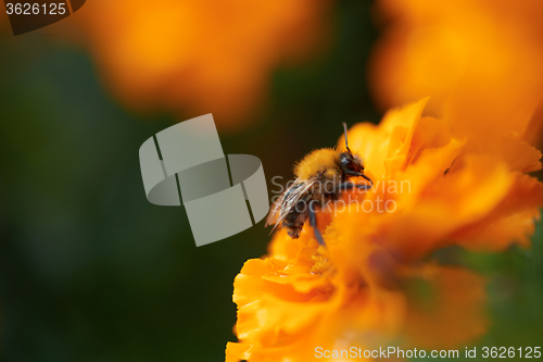 Image of bee on yellow flower