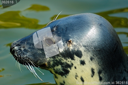 Image of seal