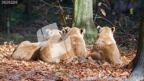 Image of Three Lionesses enjoying the sun