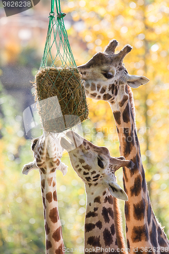 Image of Three giraffes eating hay 