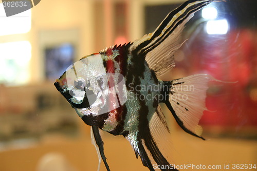 Image of Fish in tank