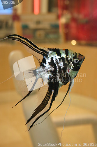 Image of Fish in tank